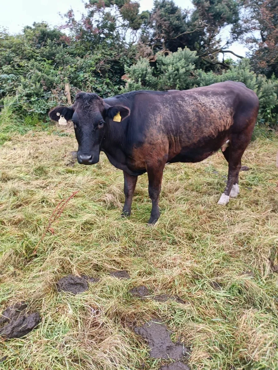 1 st Calver heifers with Calves - Image 3