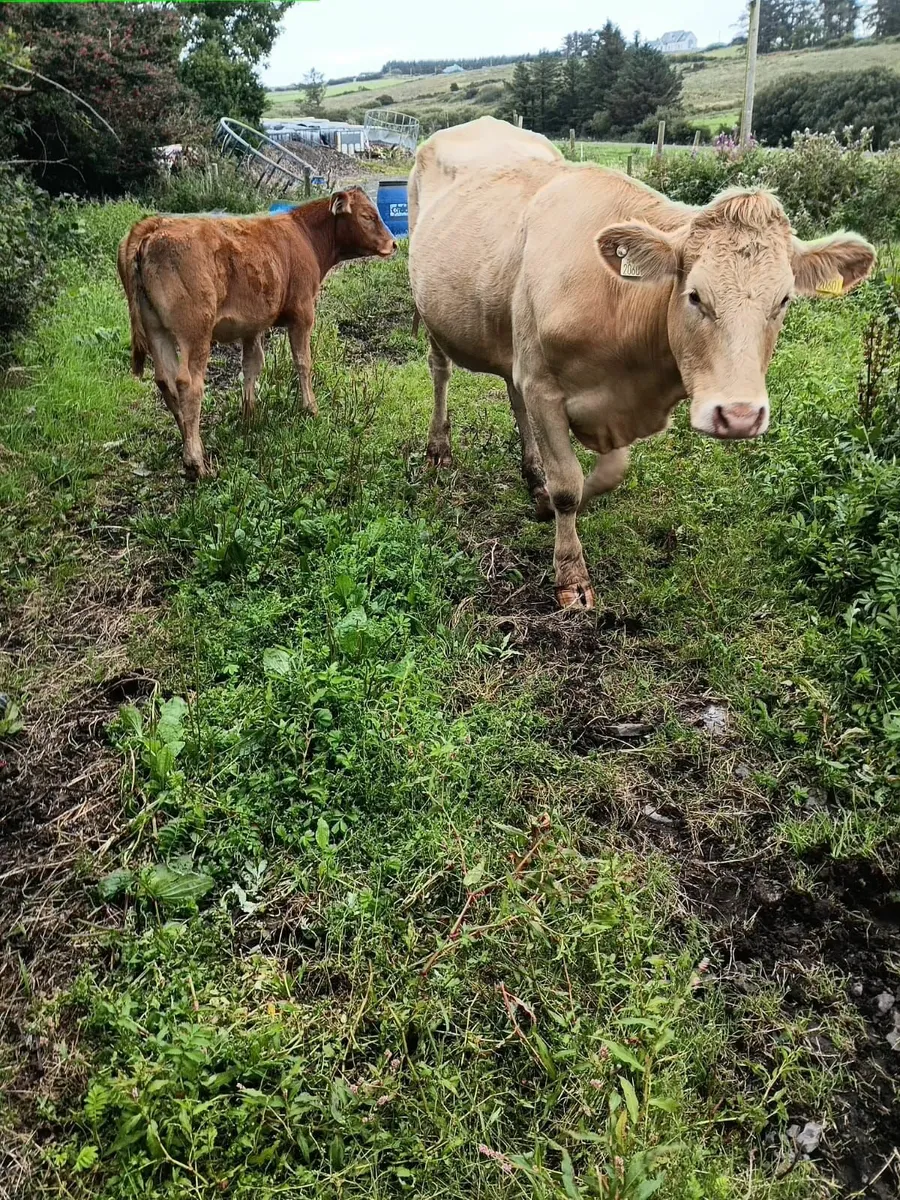 1 st Calver heifers with Calves - Image 4