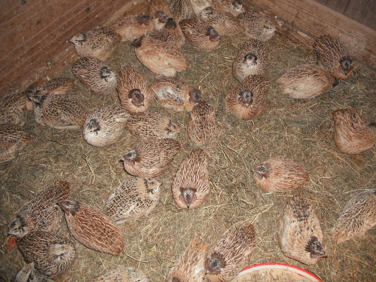 Quail