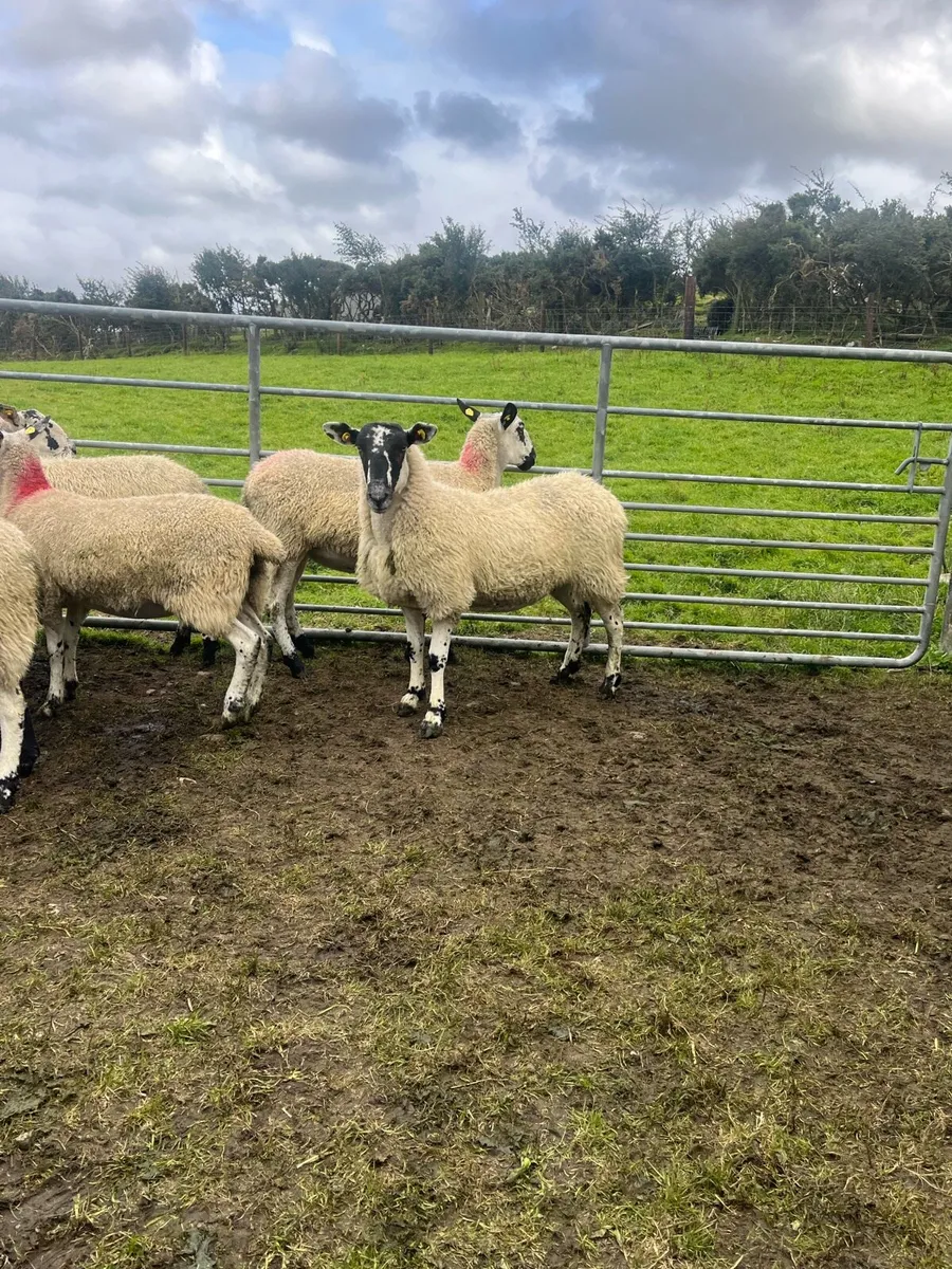 *** 8 Mule Hoggets *** - Image 1