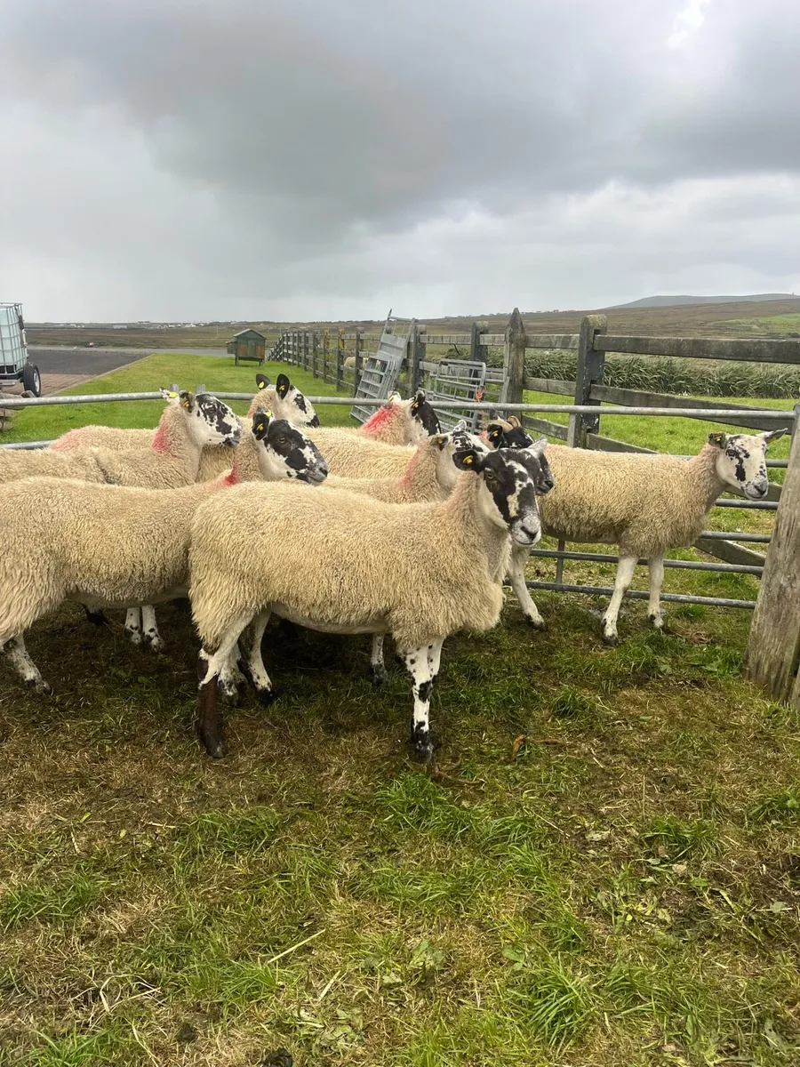 *** 8 Mule Hoggets *** - Image 2