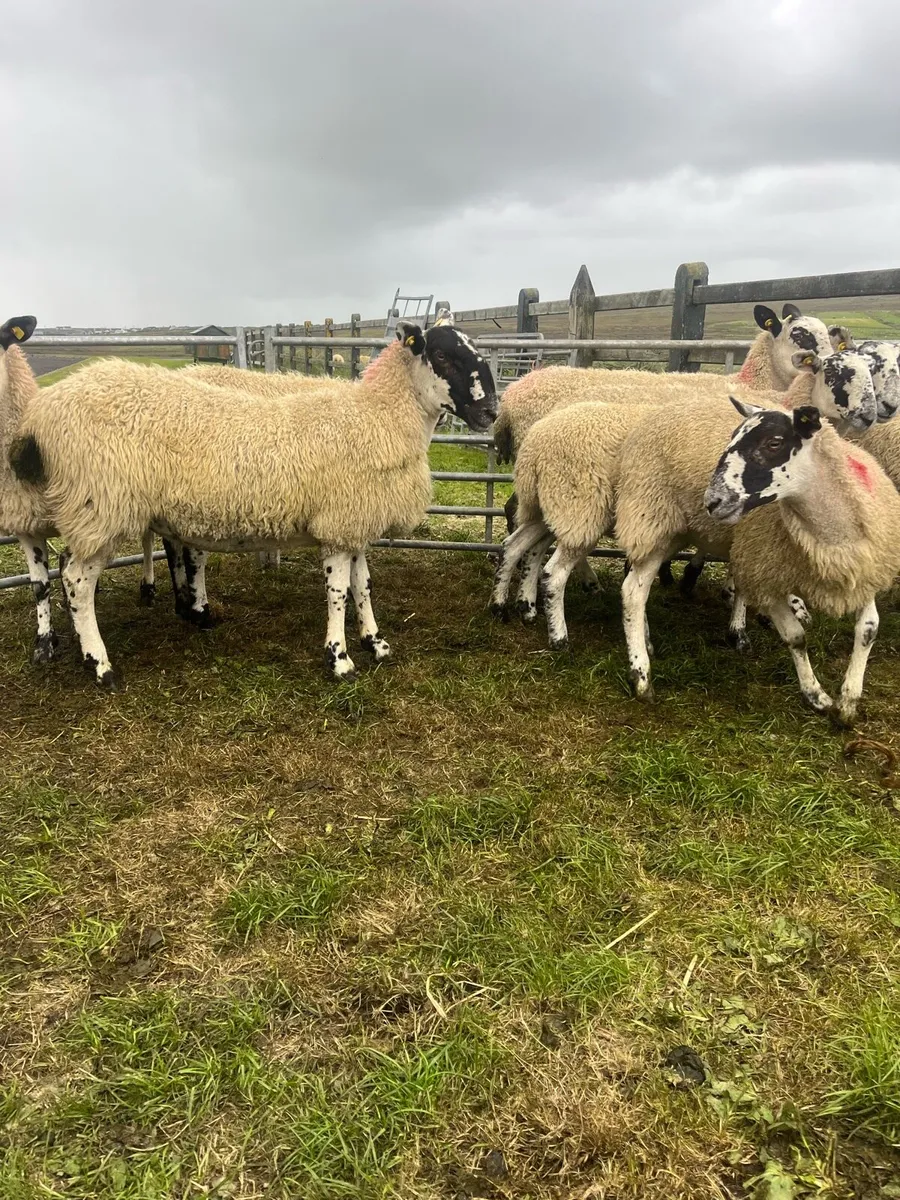 *** 8 Mule Hoggets *** - Image 3