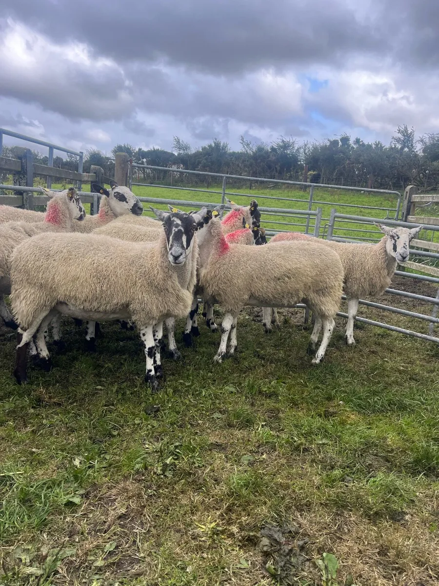*** 8 Mule Hoggets *** - Image 4
