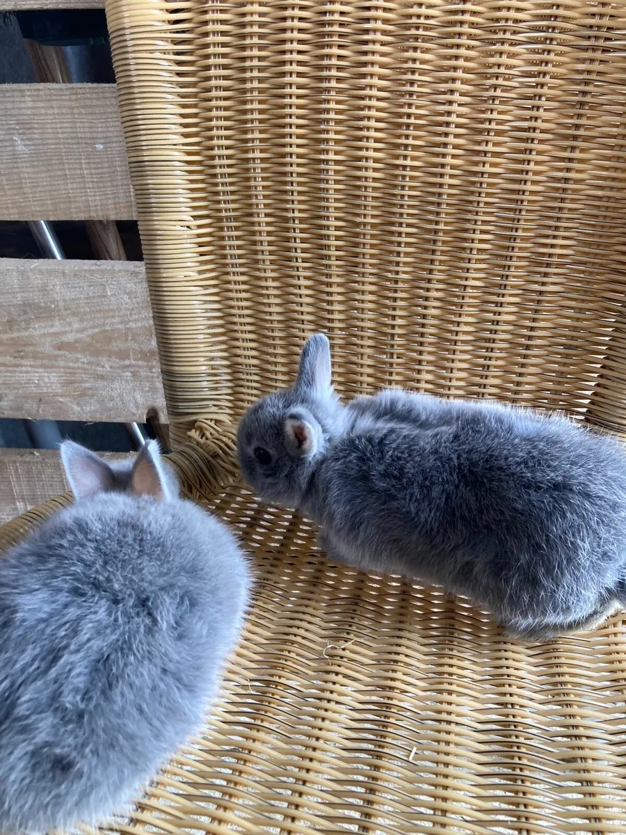 Netherland dwarf rabbits - Image 2
