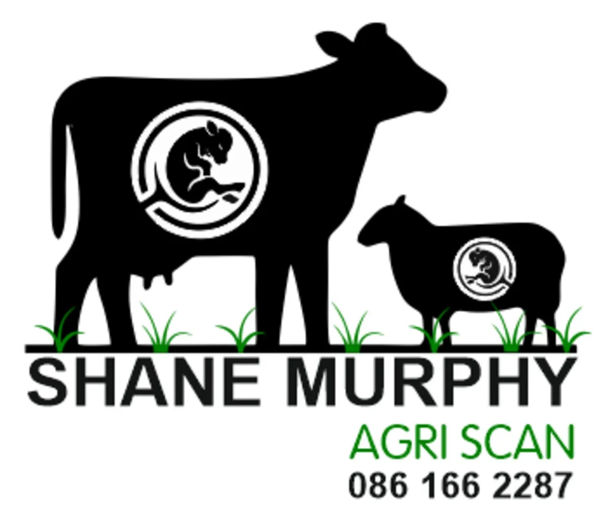 Cattle scanning