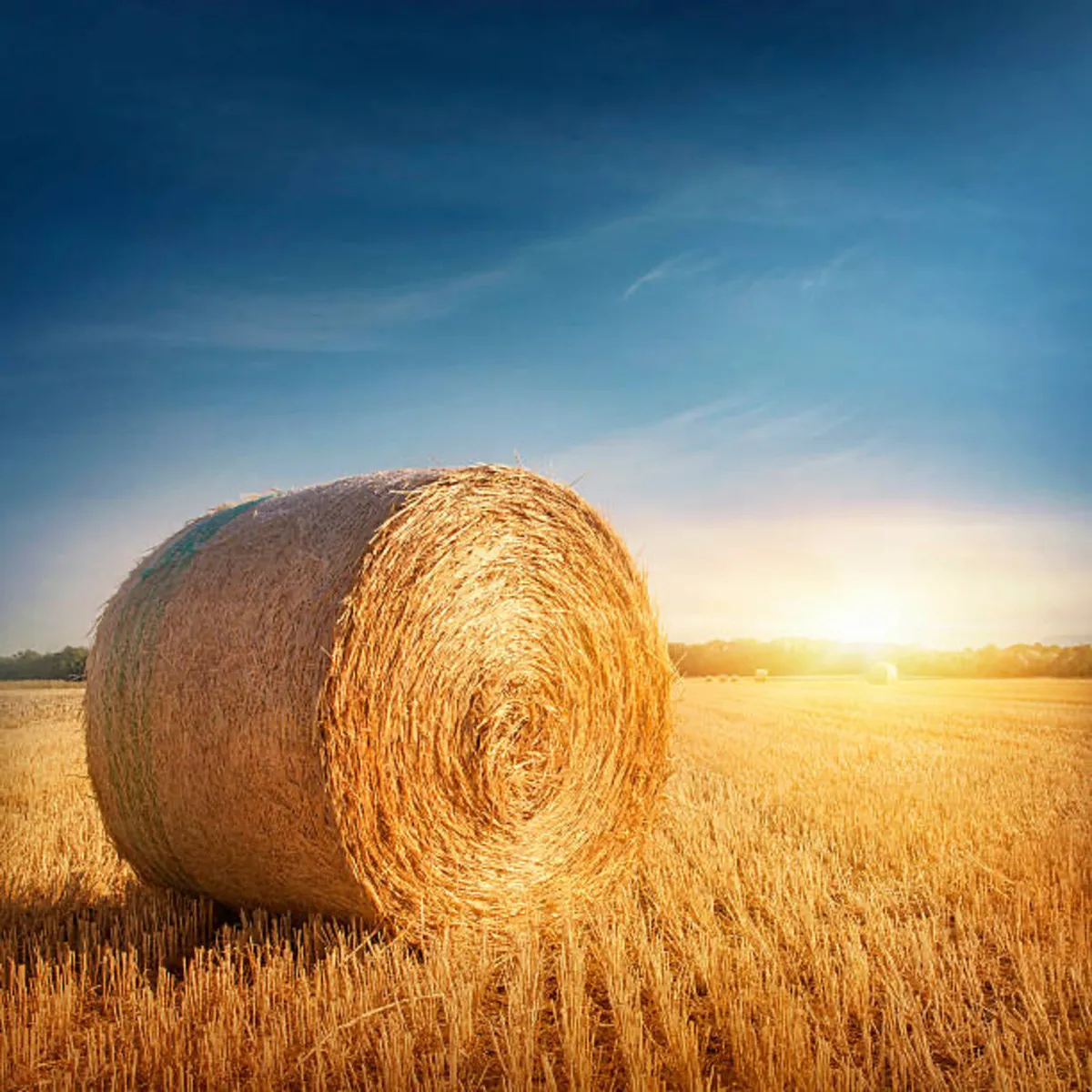Barley Straw