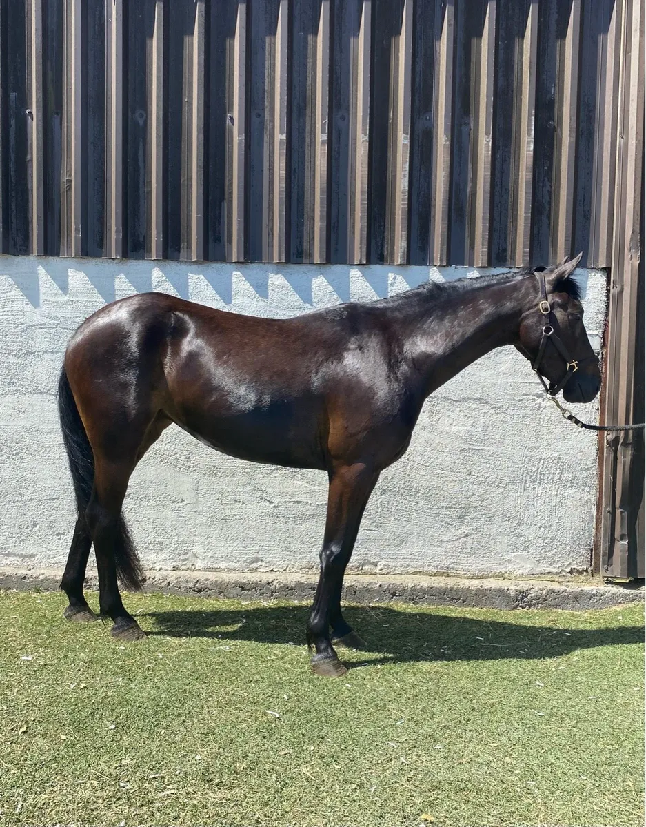 14.2hh Draught x with breeding recorded quiet - Image 3