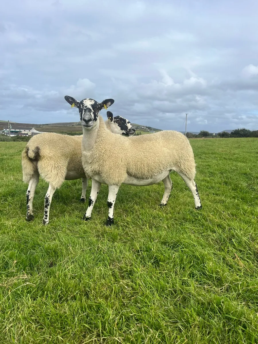 *** 30 Mule Hogget Ewes *** - Image 1