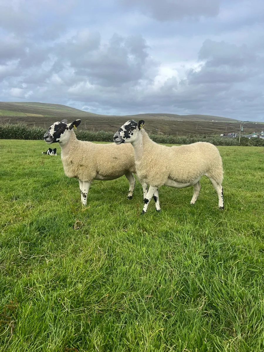 *** 30 Mule Hogget Ewes *** - Image 2