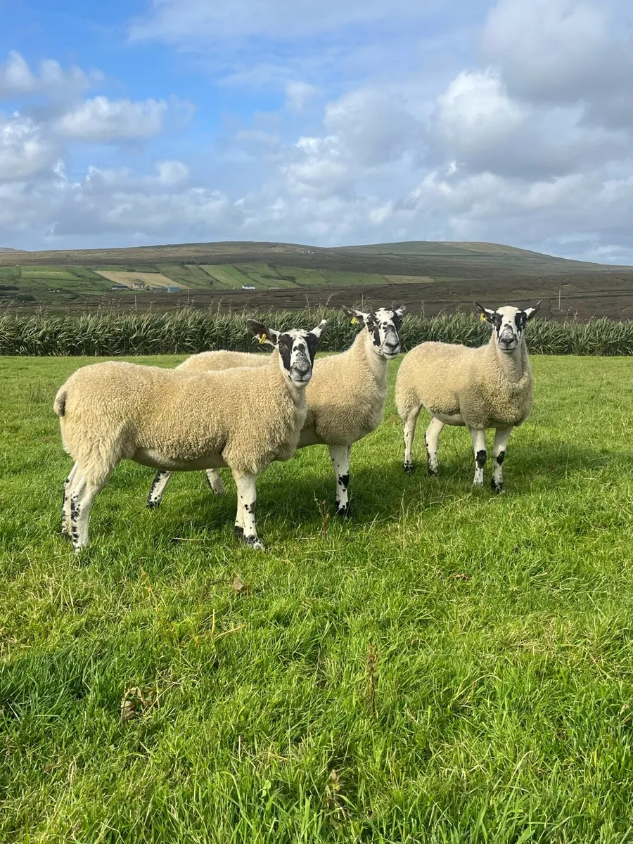*** 30 Mule Hogget Ewes *** - Image 3