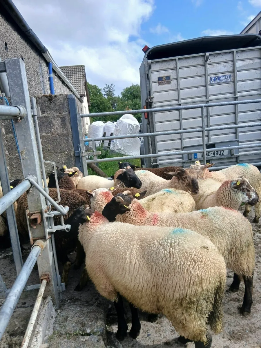 Ram lamb's - Image 2