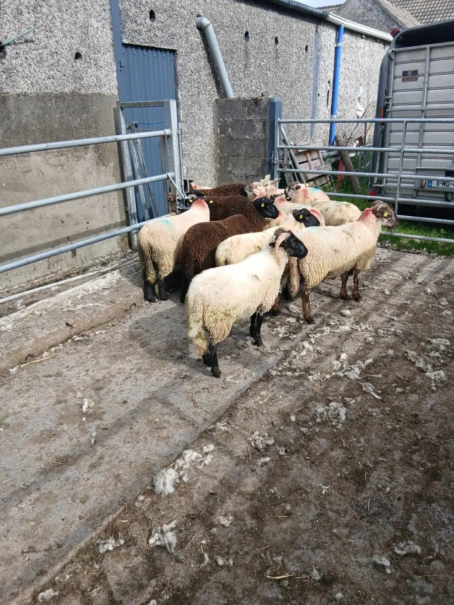 Ram lamb's - Image 3