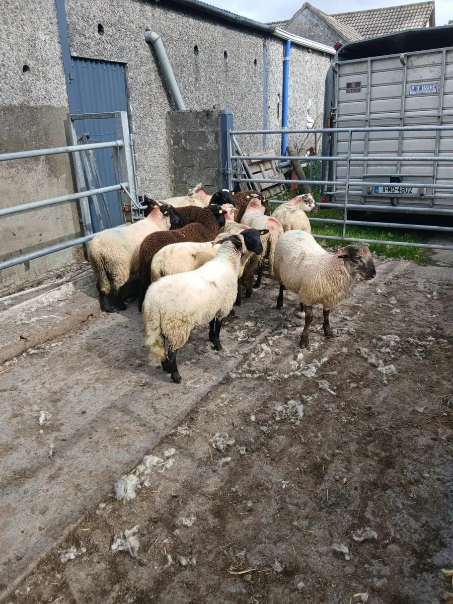 Ram lamb's - Image 4