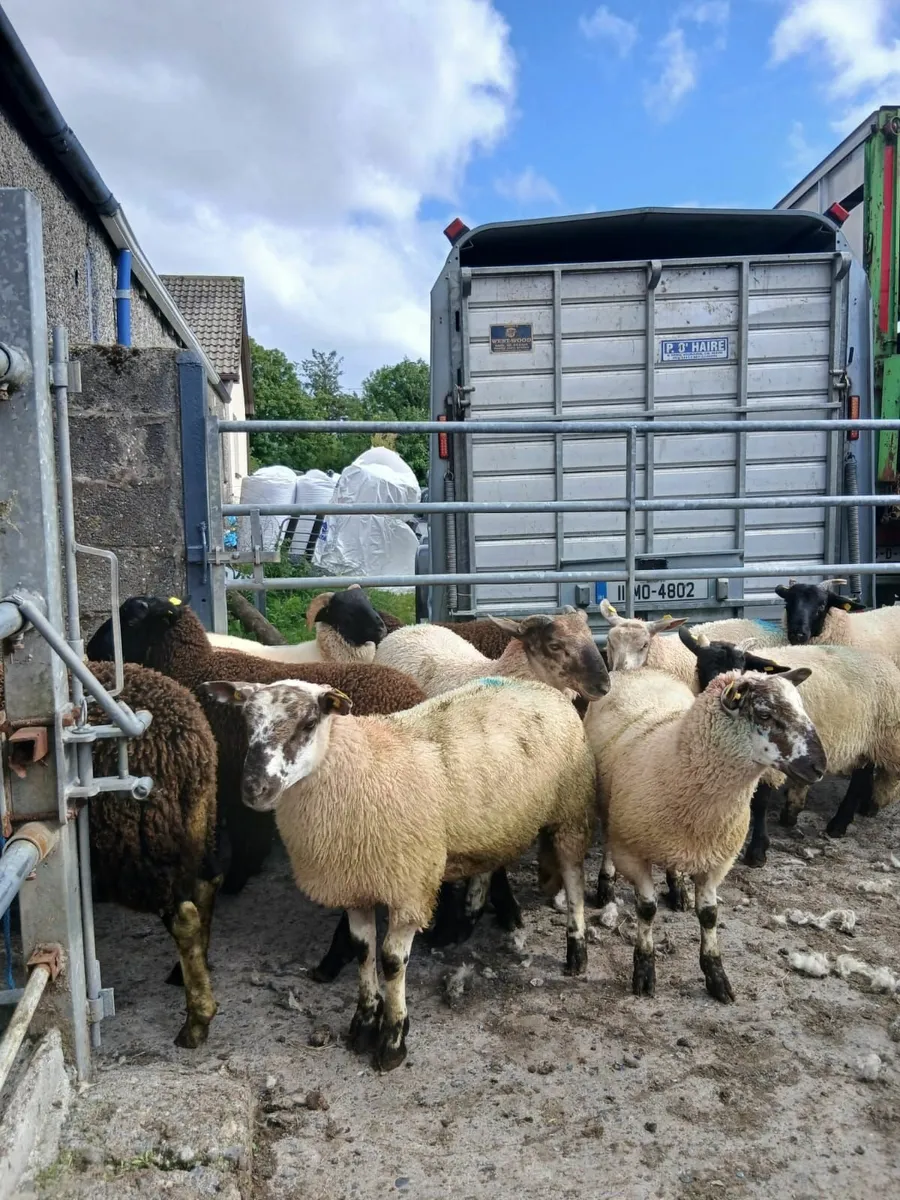 Ram lamb's - Image 1