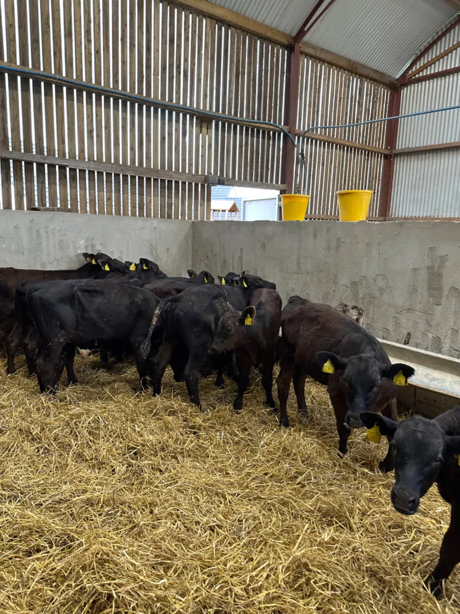 Angus and lim bulls - Image 1