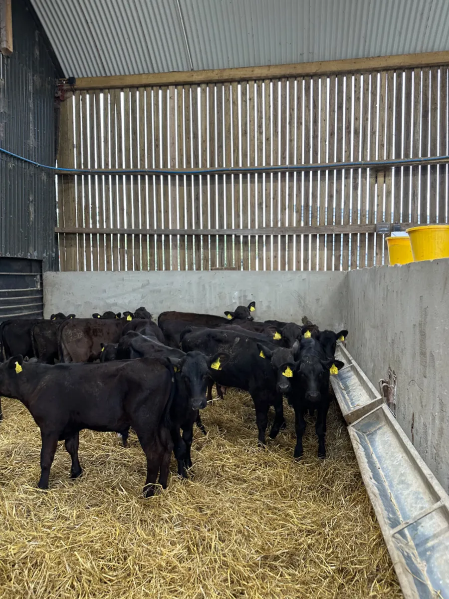 Angus and lim bulls - Image 3