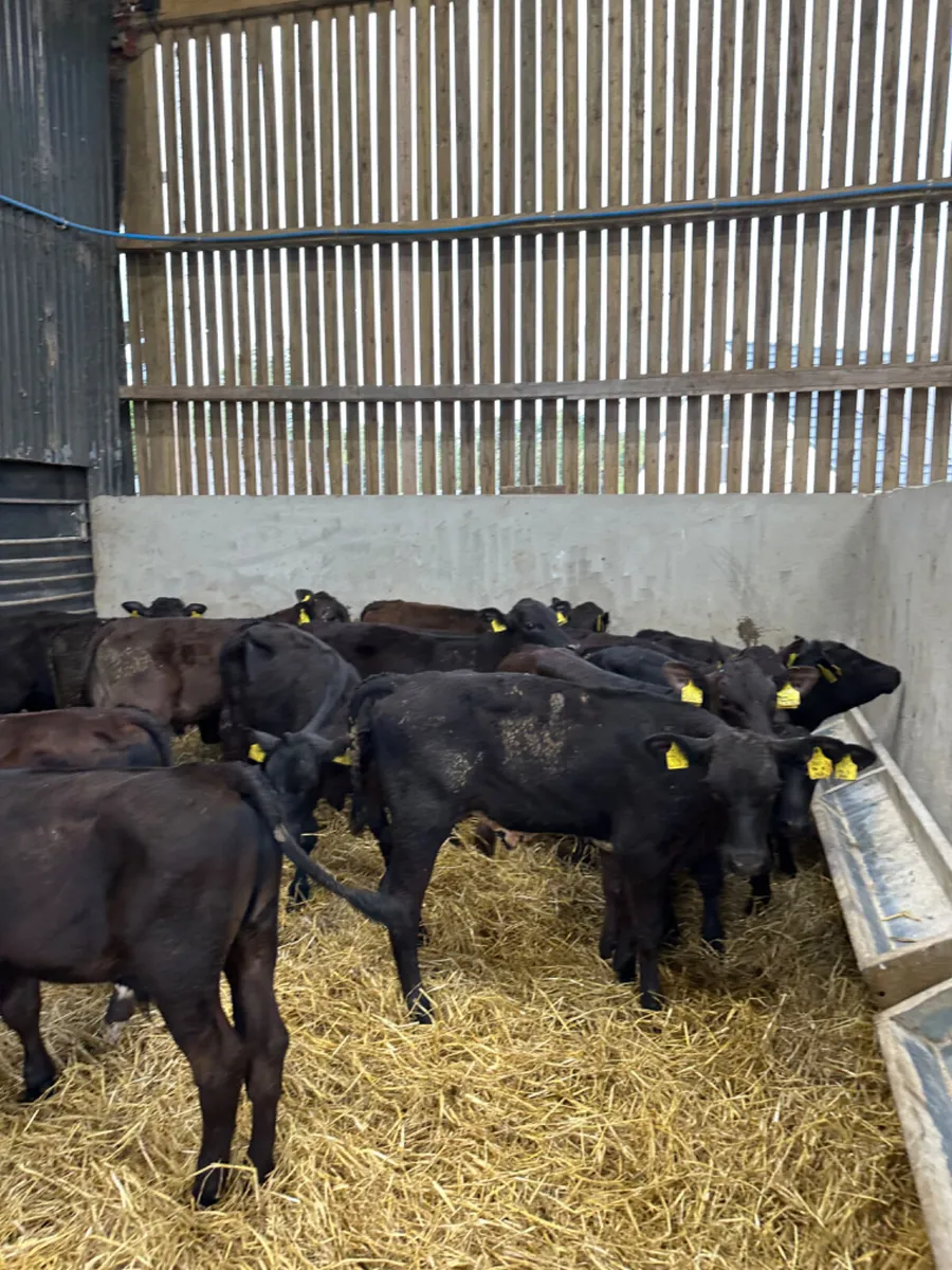 Angus and lim bulls - Image 2