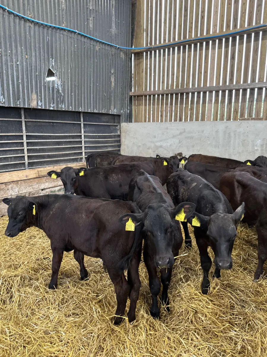 Angus and lim bulls - Image 4