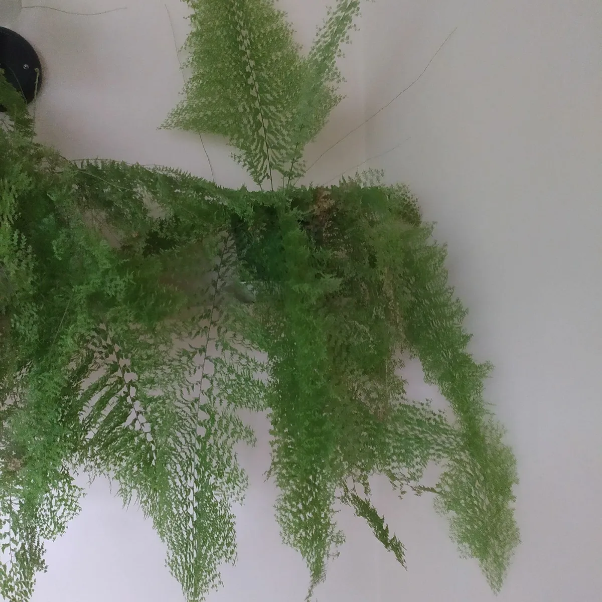 Fern - Image 3