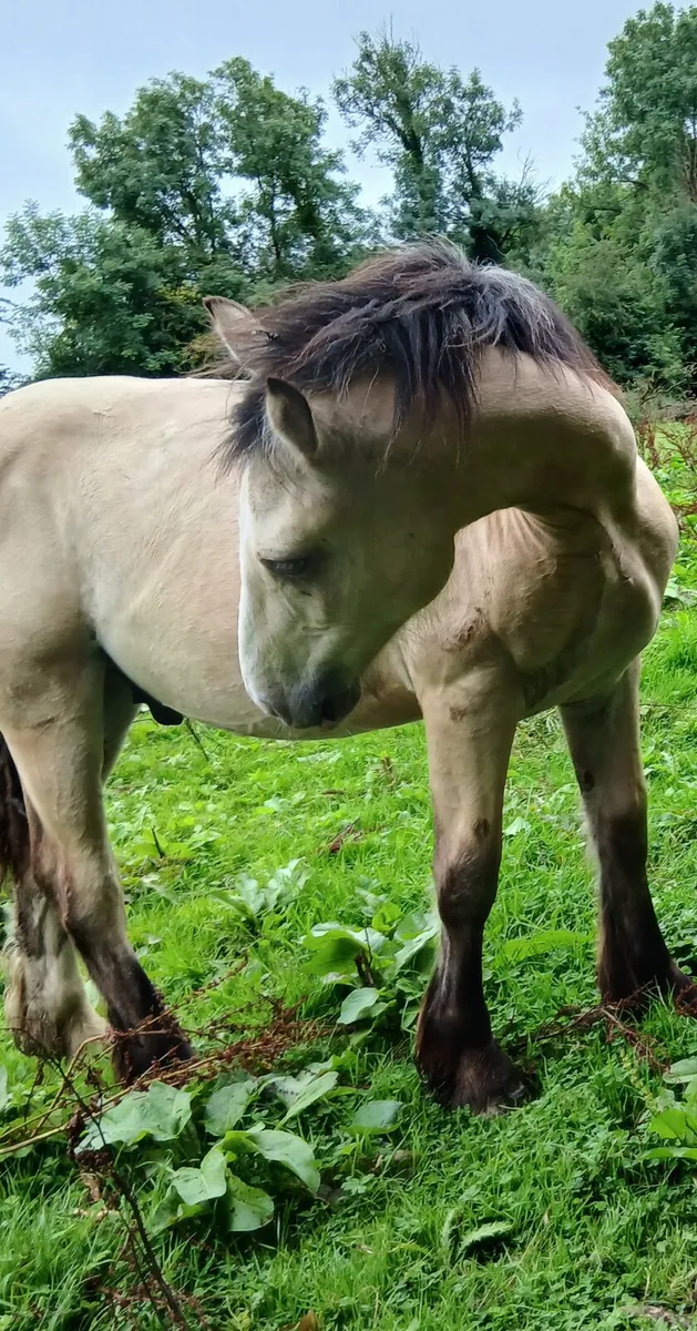 Horses - Image 1