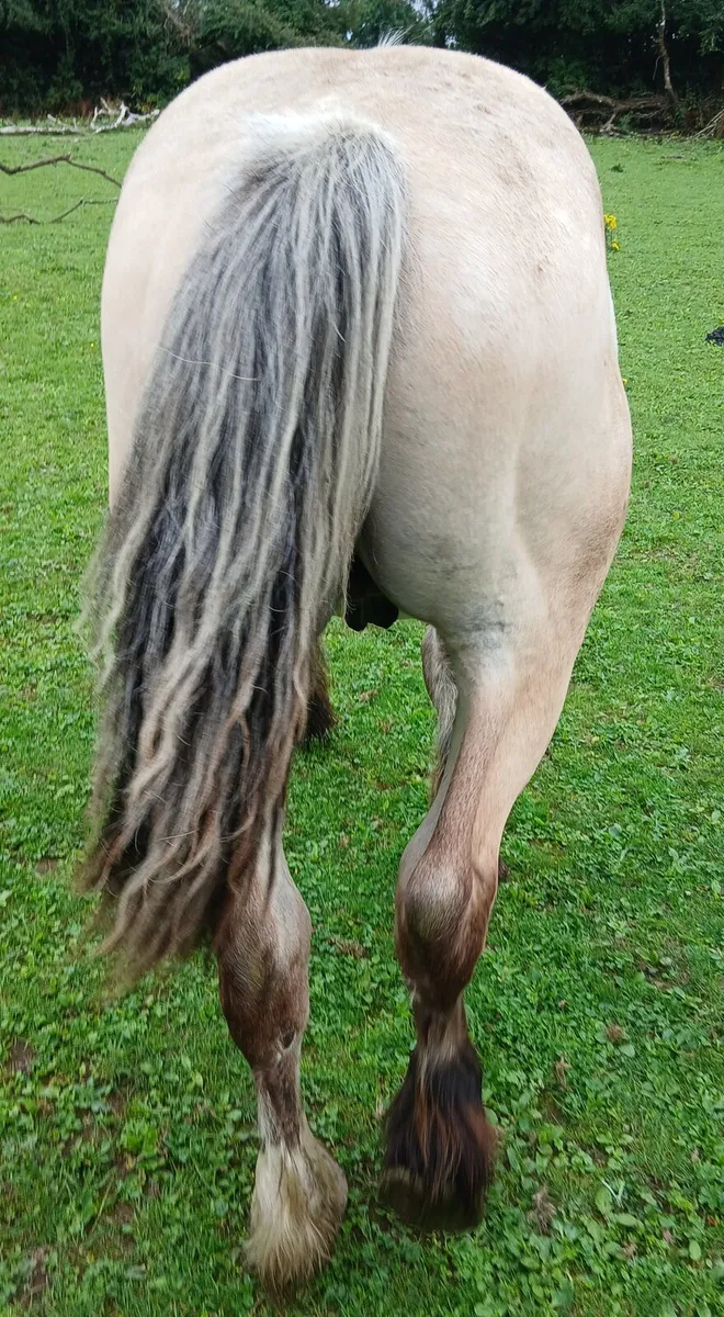 Horses - Image 2