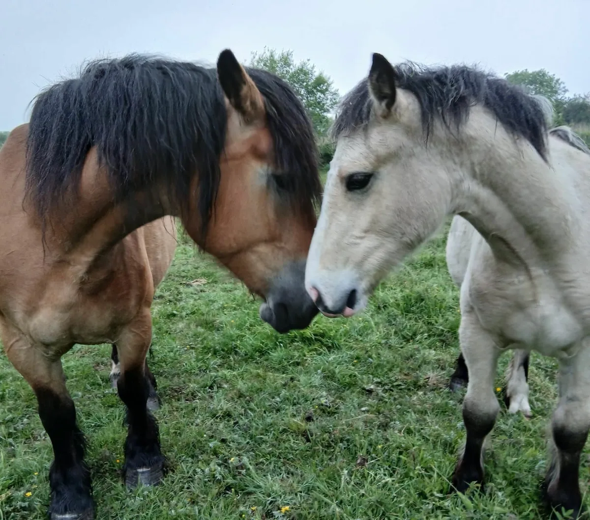 Horses - Image 3