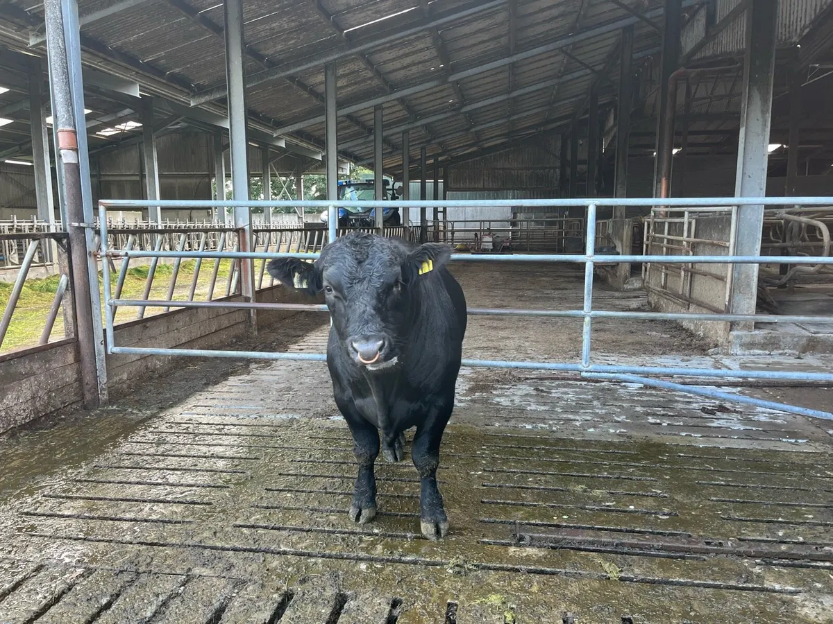 Angus Bull - Image 1