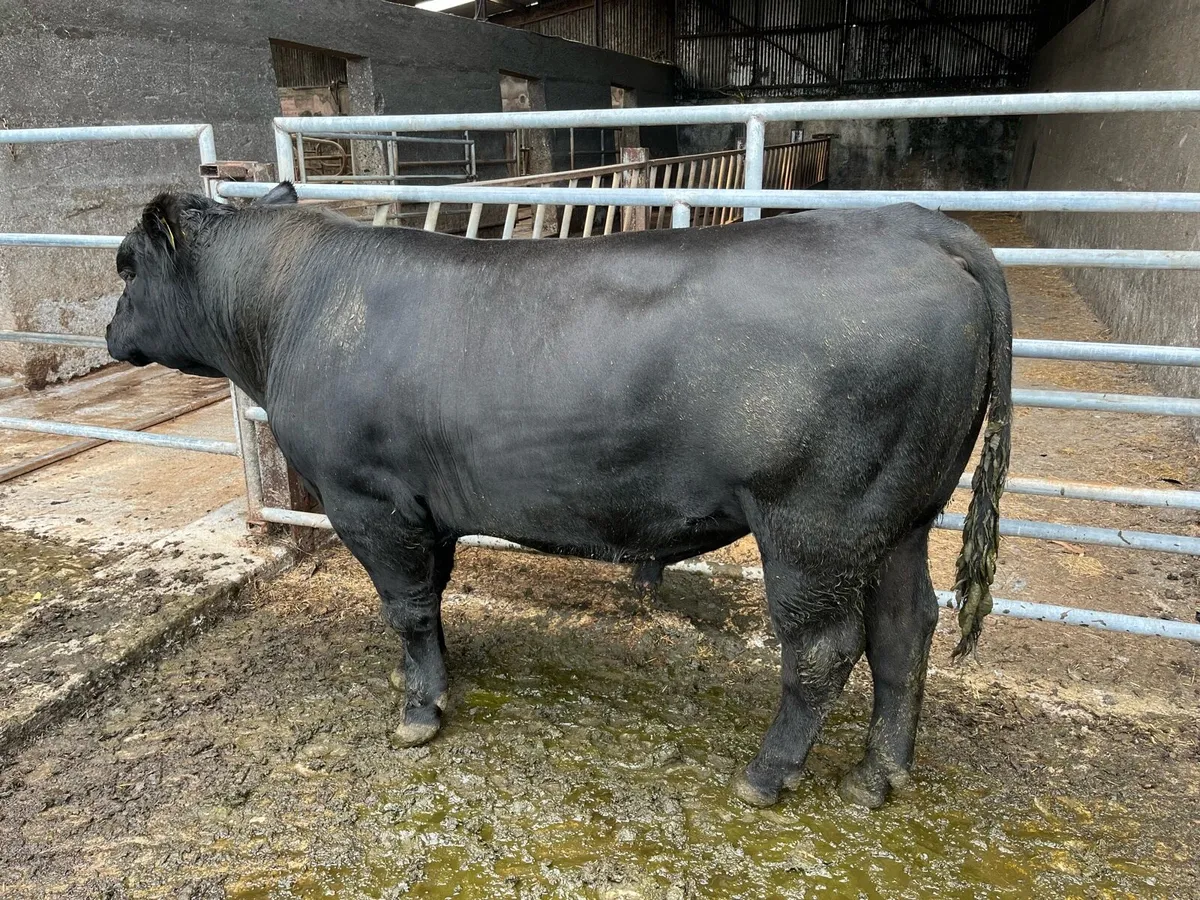 Angus Bull - Image 3