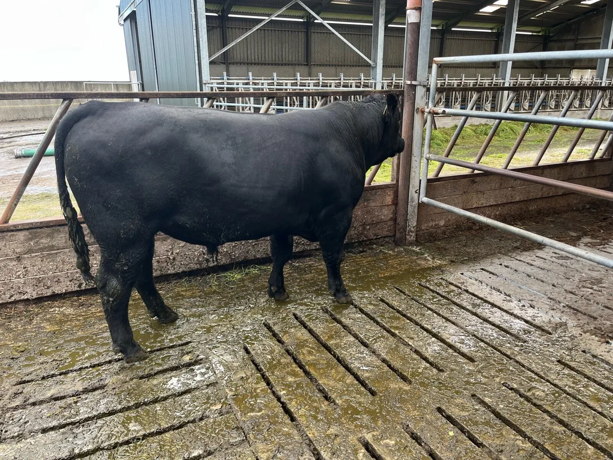 Angus Bull - Image 4