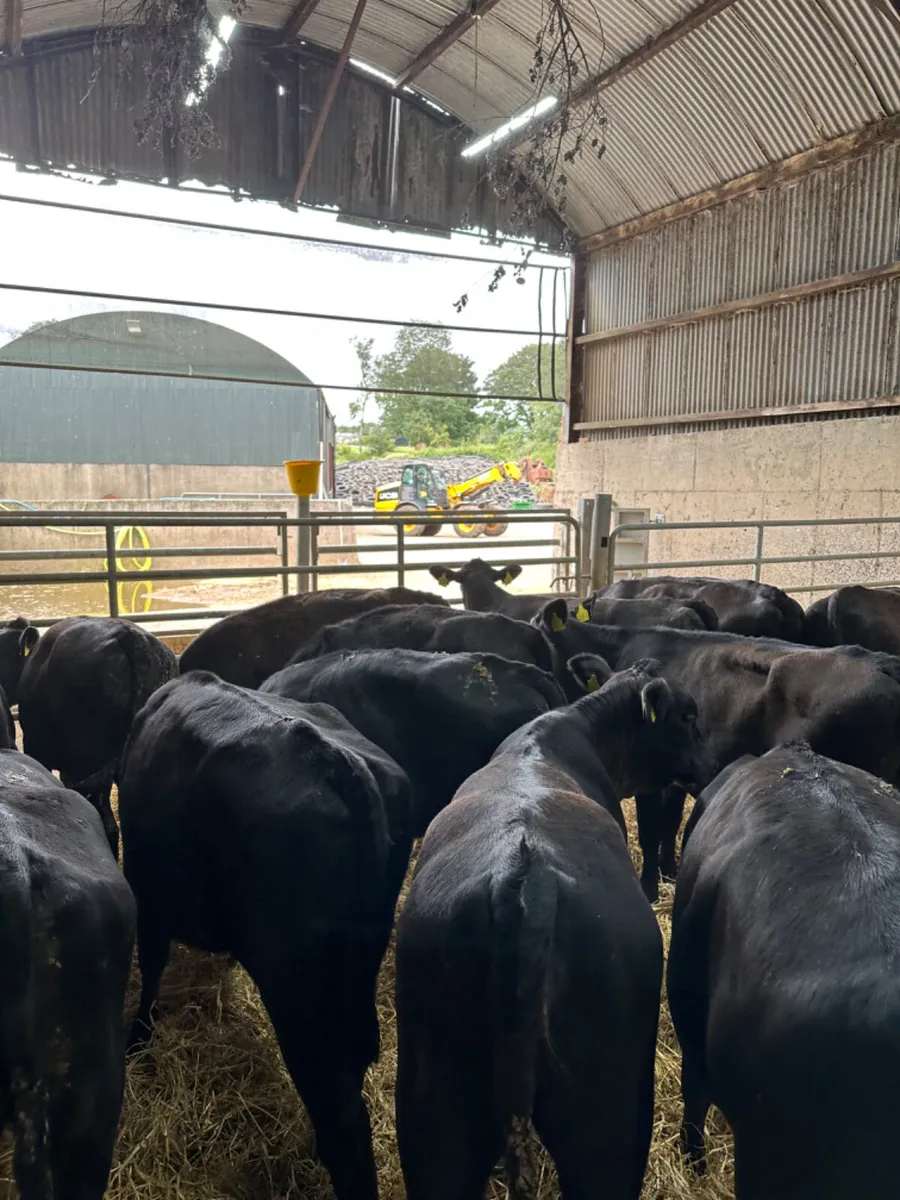 Angus heifers - Image 2