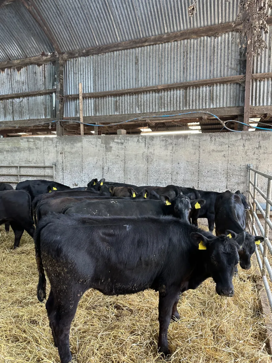 Angus heifers - Image 3