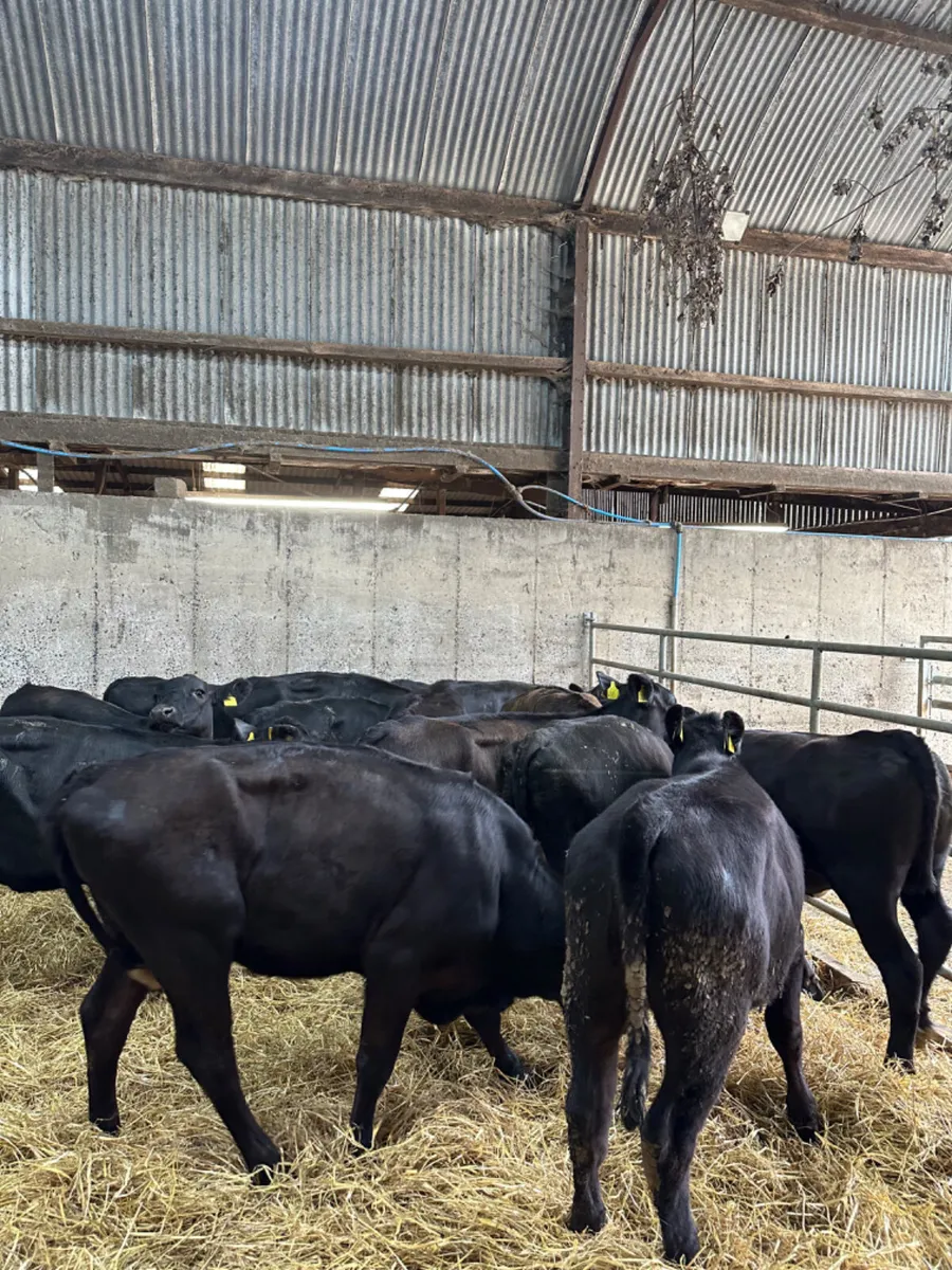 Angus heifers - Image 4