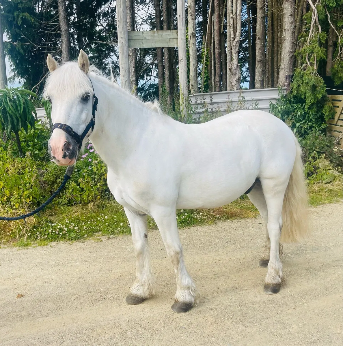 Leif rein pony - Image 1