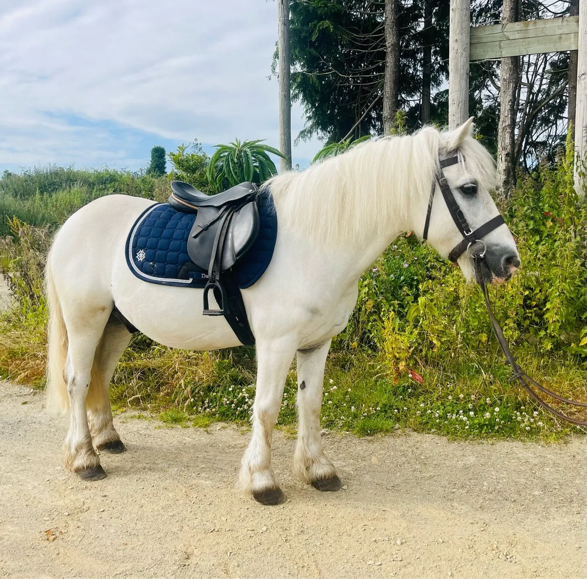Leif rein pony - Image 2
