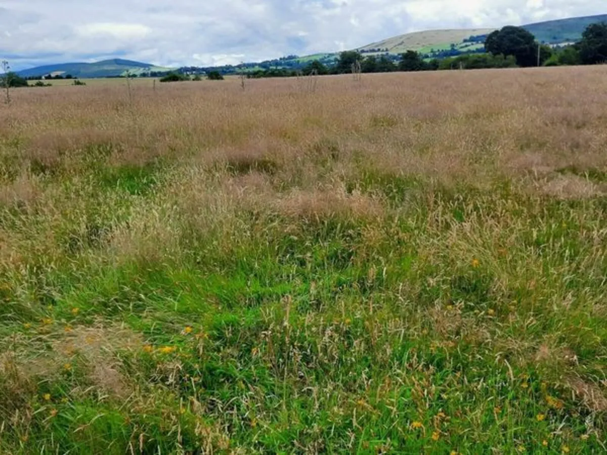 Grass Meadows for silage/ hay/ haylage