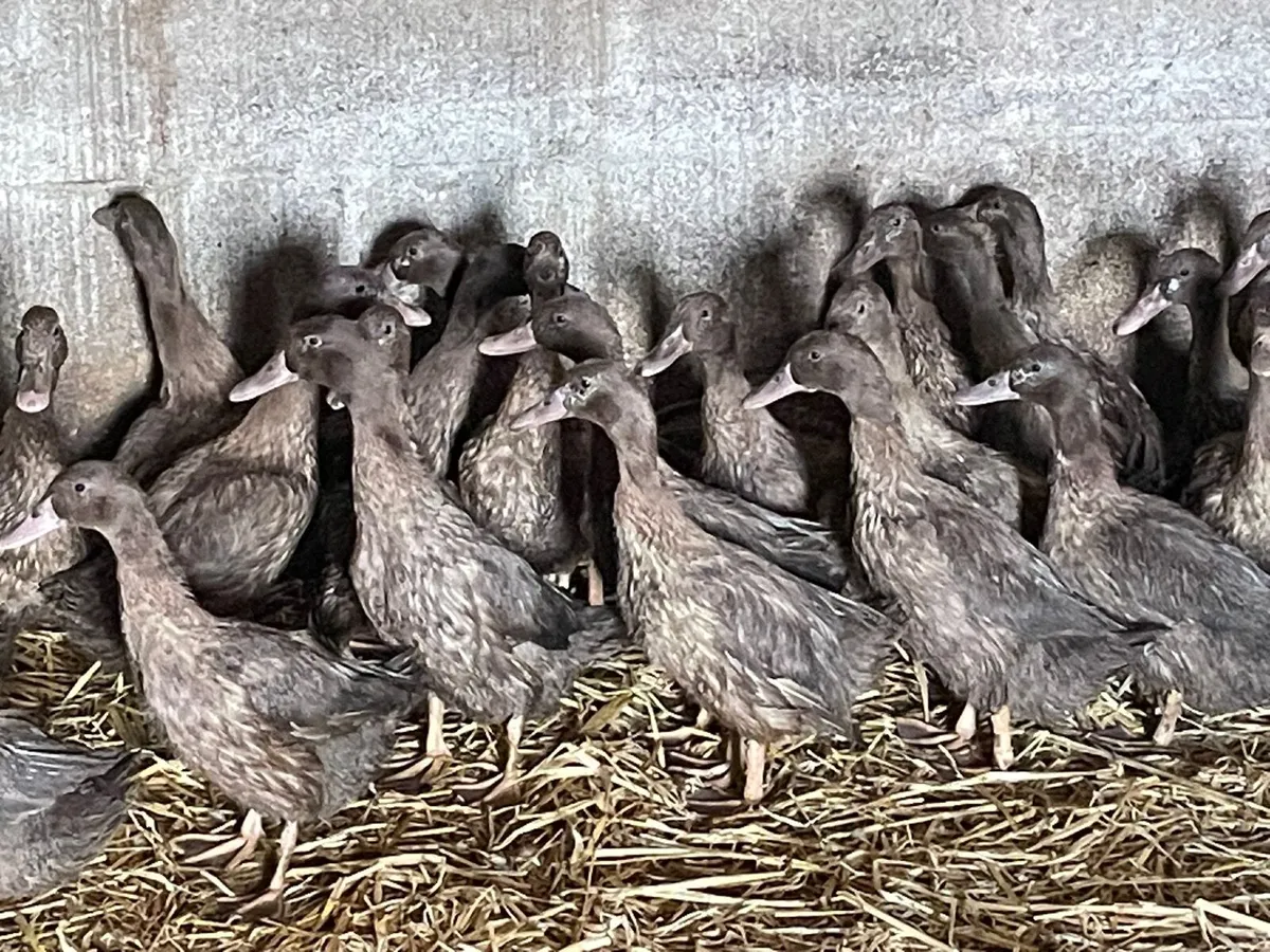 3-4 month old Khaki Campbell ducks - Image 1