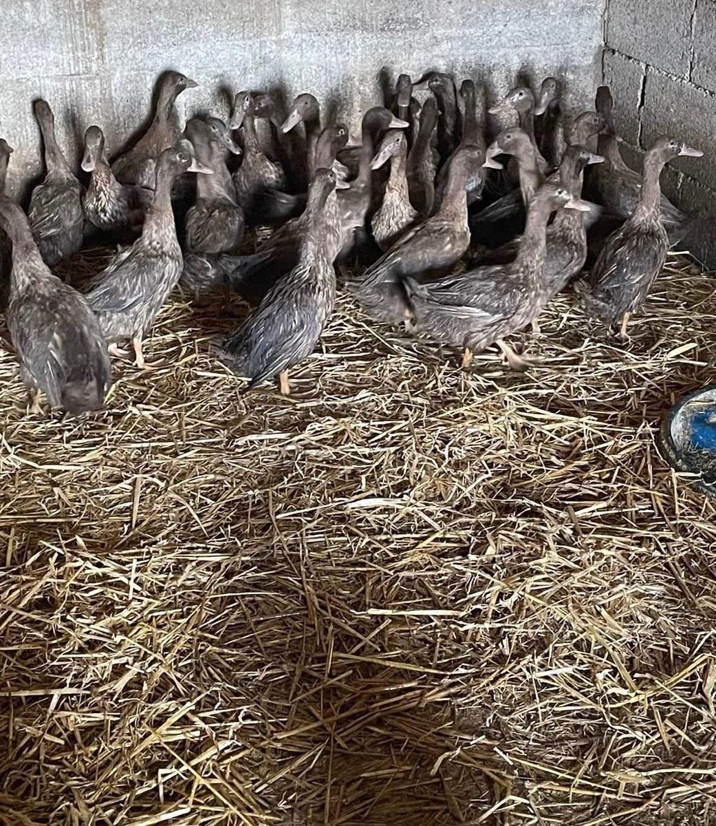 3-4 month old Khaki Campbell ducks - Image 2