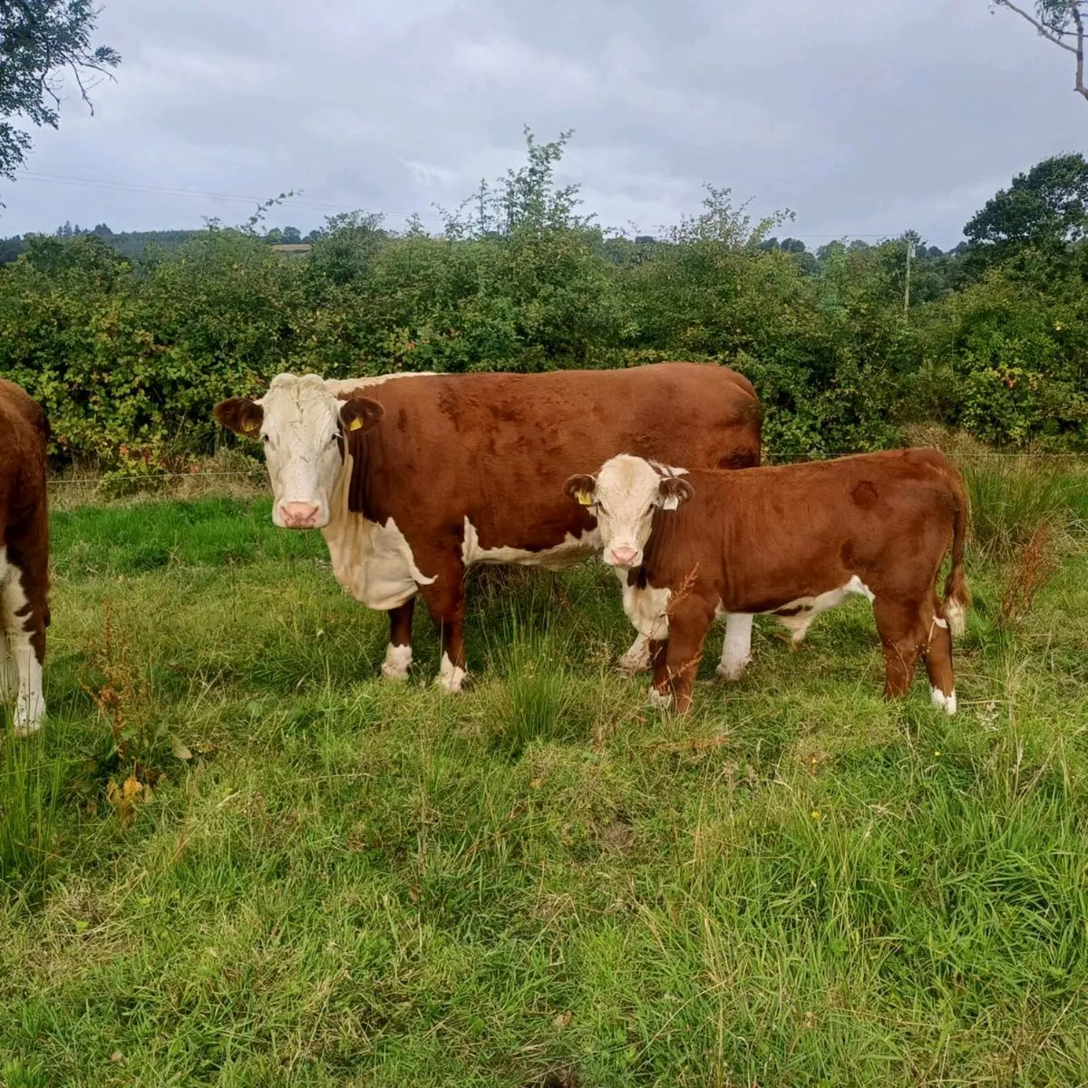 Pedigree Hereford cow with bull calf