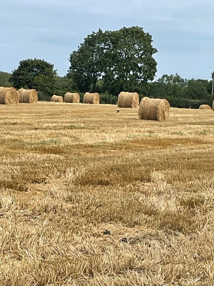 Straw - Image 2
