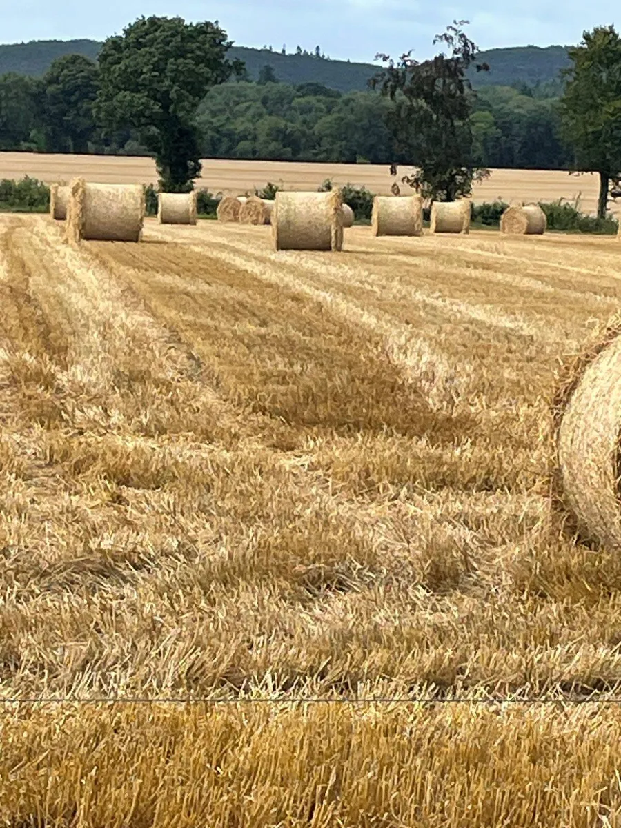 Straw - Image 1