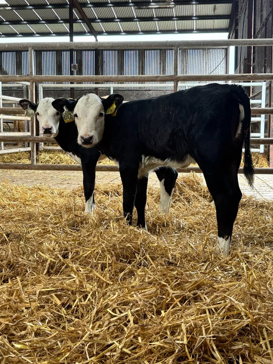 2 heifer sucks for sale - Image 1