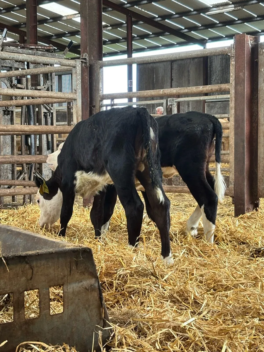 2 heifer sucks for sale - Image 2
