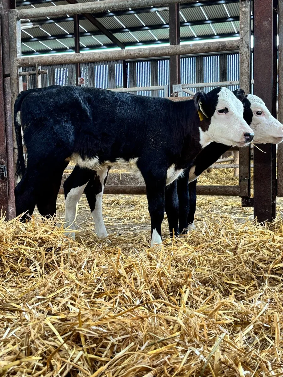 2 heifer sucks for sale - Image 3