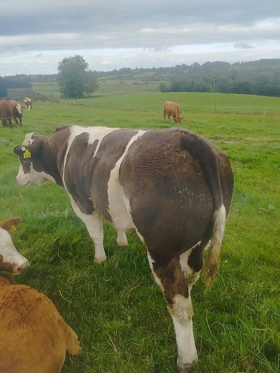 Belgian Blue Weanling - Image 1