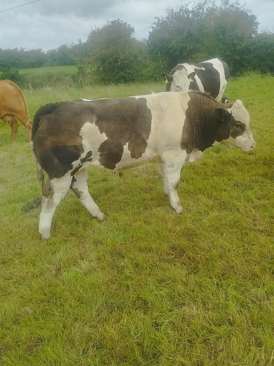 Belgian Blue Weanling - Image 2