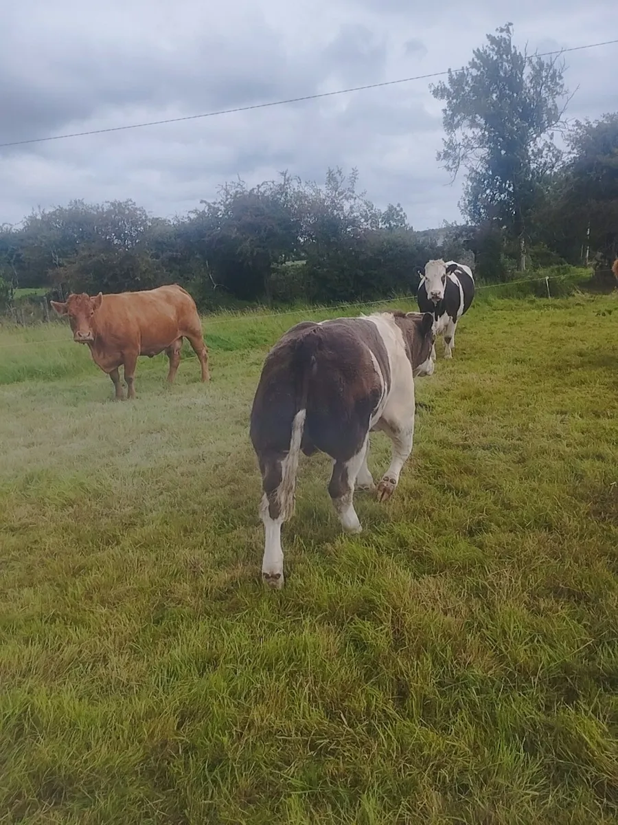 Belgian Blue Weanling - Image 3