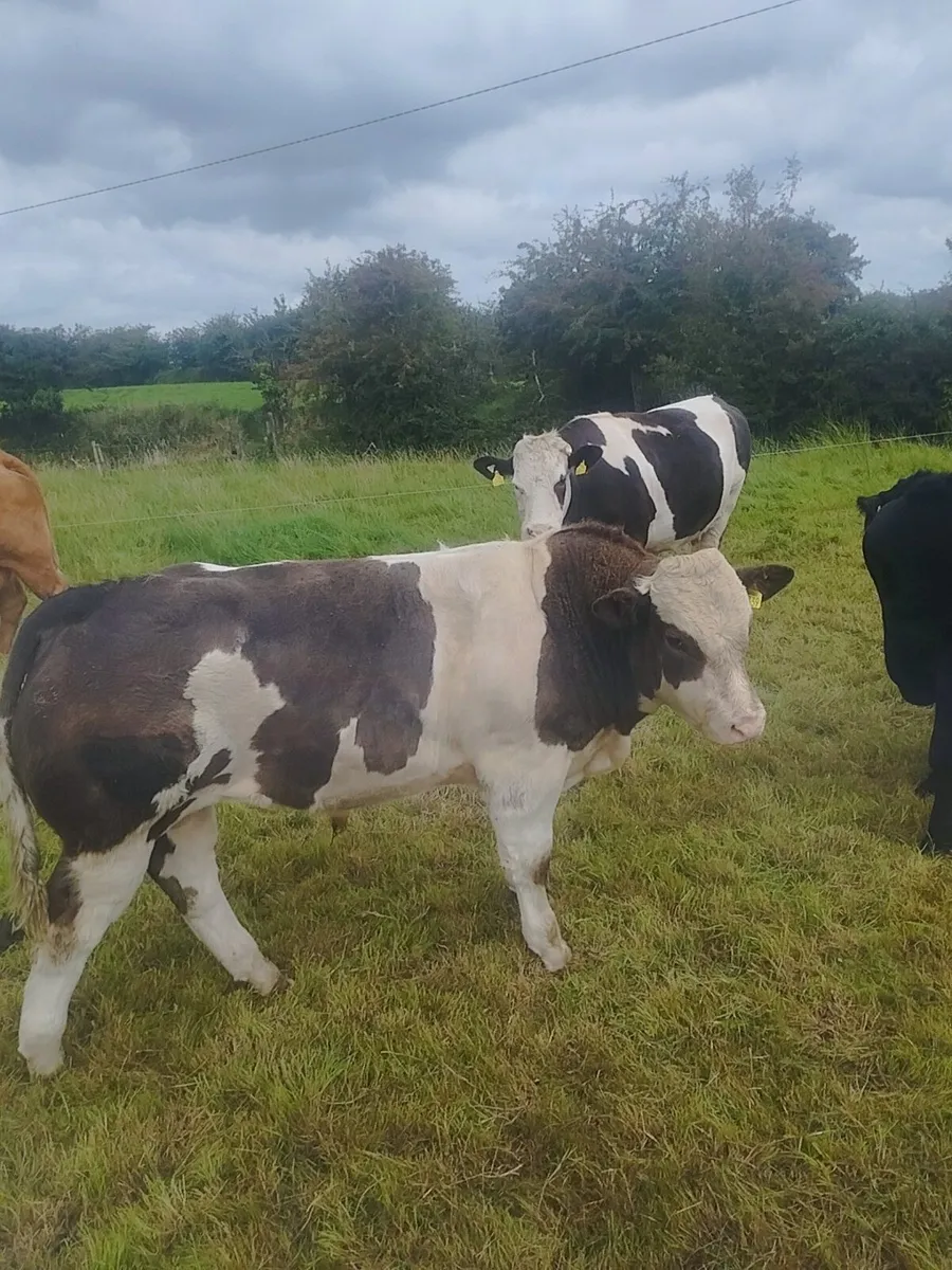 Belgian Blue Weanling - Image 4