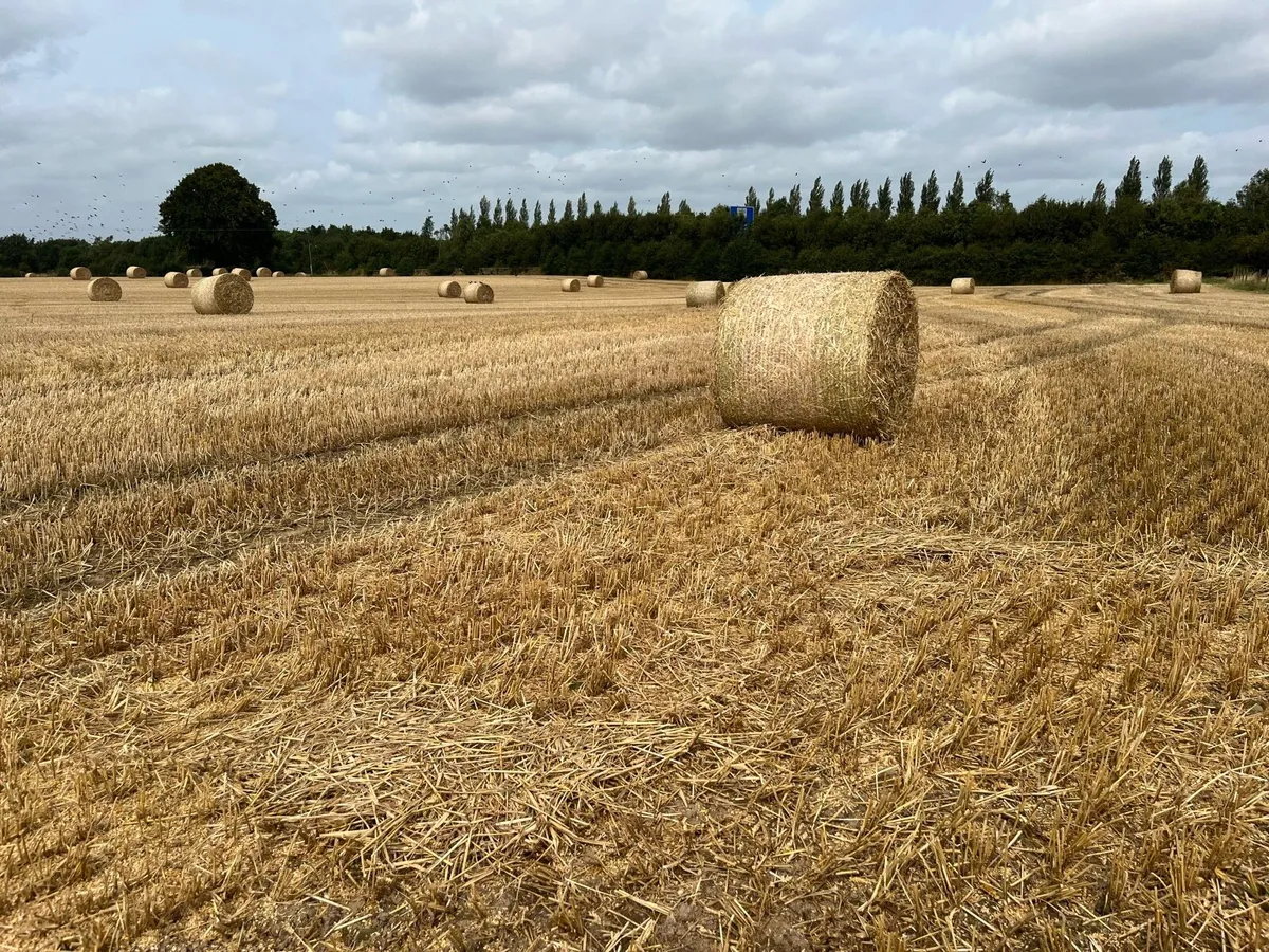 Winter barley straw