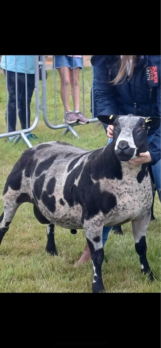 Dutch Spotted Rams Ennis 9th August - Image 1