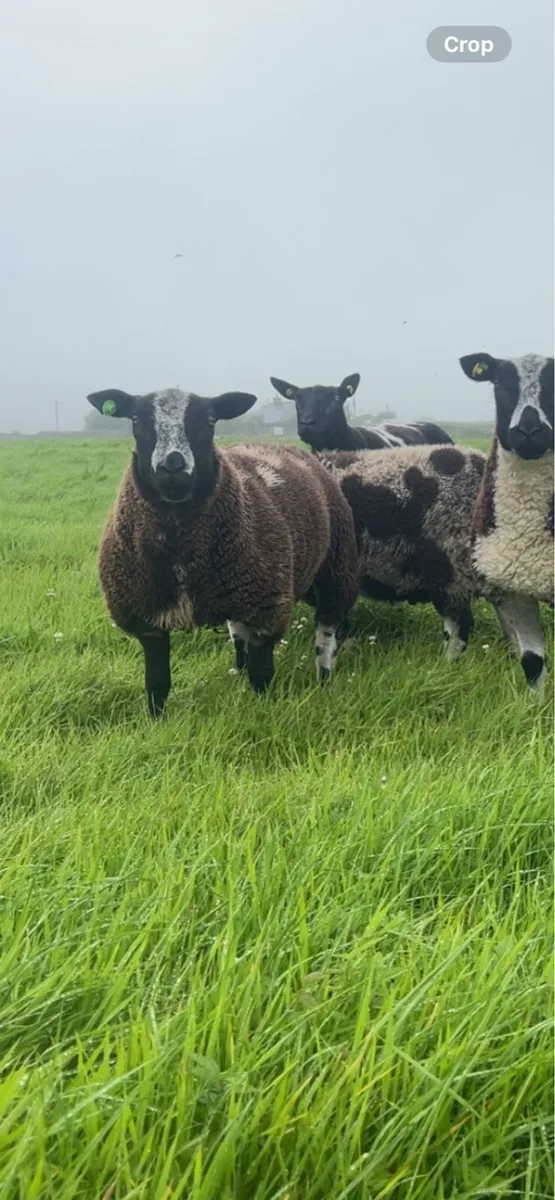 Dutch Spotted Rams Ennis 9th August - Image 2